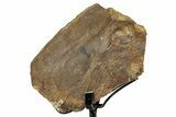 Fossil Turtle Shell Section w/ Metal Stand - South Dakota #339085-2